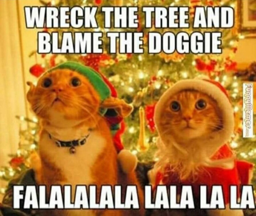 img.thumb.jpg.1a74fb8a4a9c4c4d51b85ae34f069d7d.jpg