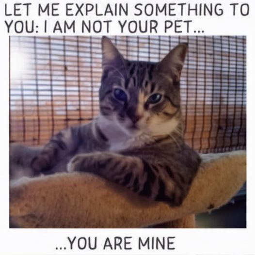 img.png.d1c48fbfec438f3003ce97e976675046.png